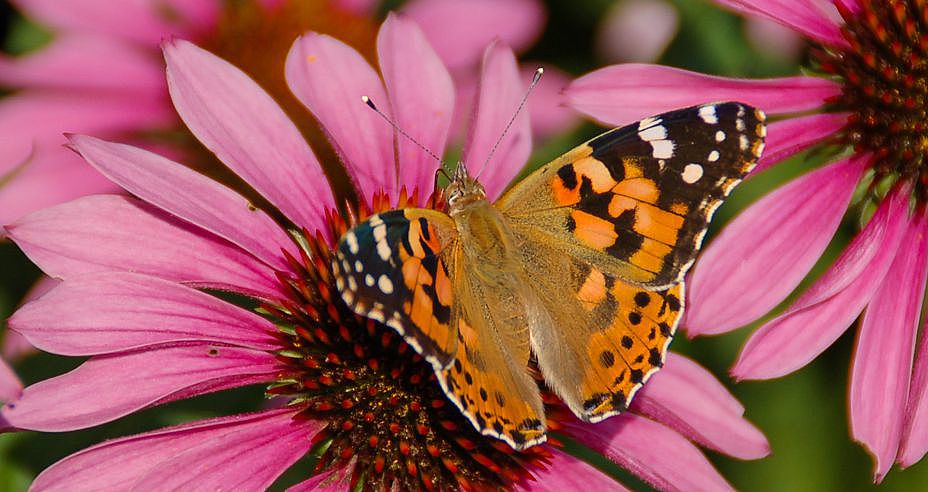 Blüten des Roten Sonnenhuts (Echinacea purpurea), Schmetterling auf Blüte, Korbblütler