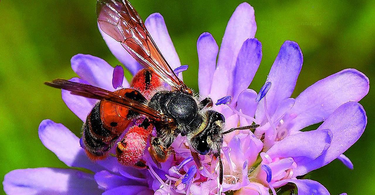 Wildbiene auf Blume