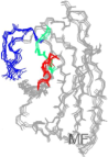 Photo shows the structure of amyloid fibrils