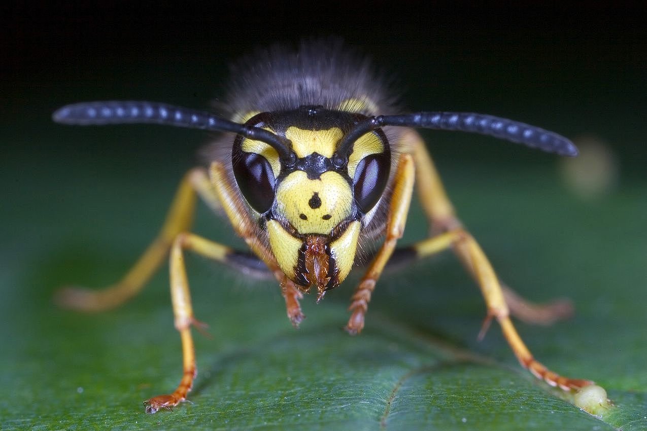 Hornisse (Vespula germanica), Foto: Heiko Bellmann