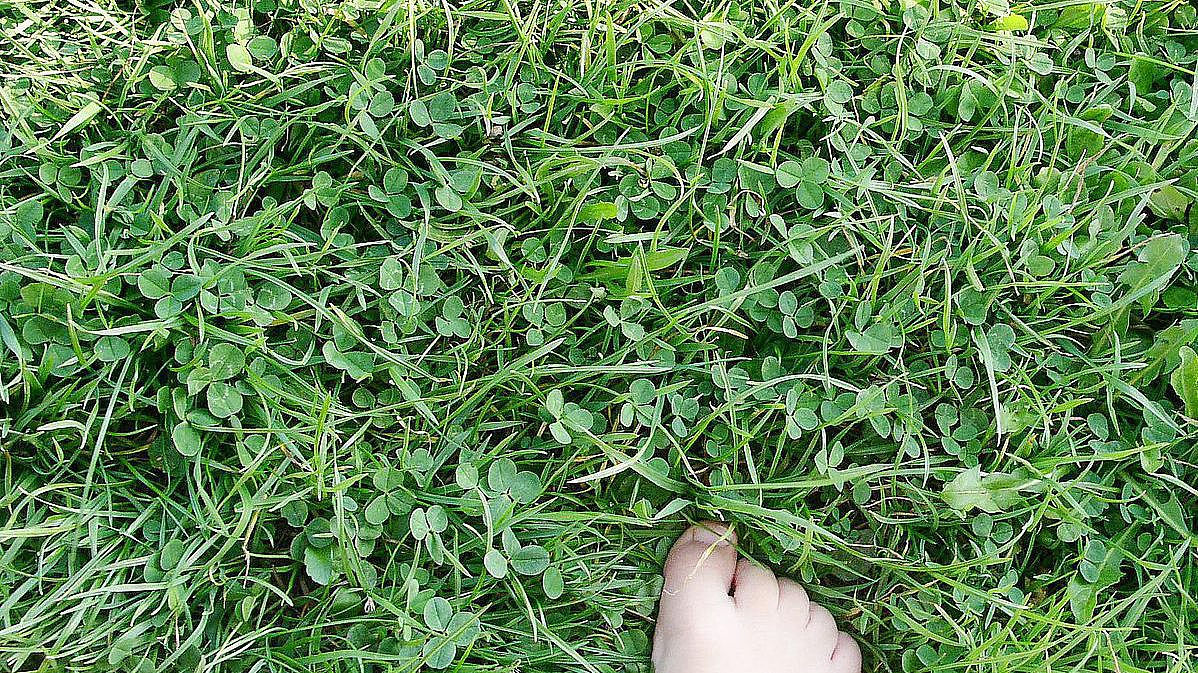 Foot in the grass