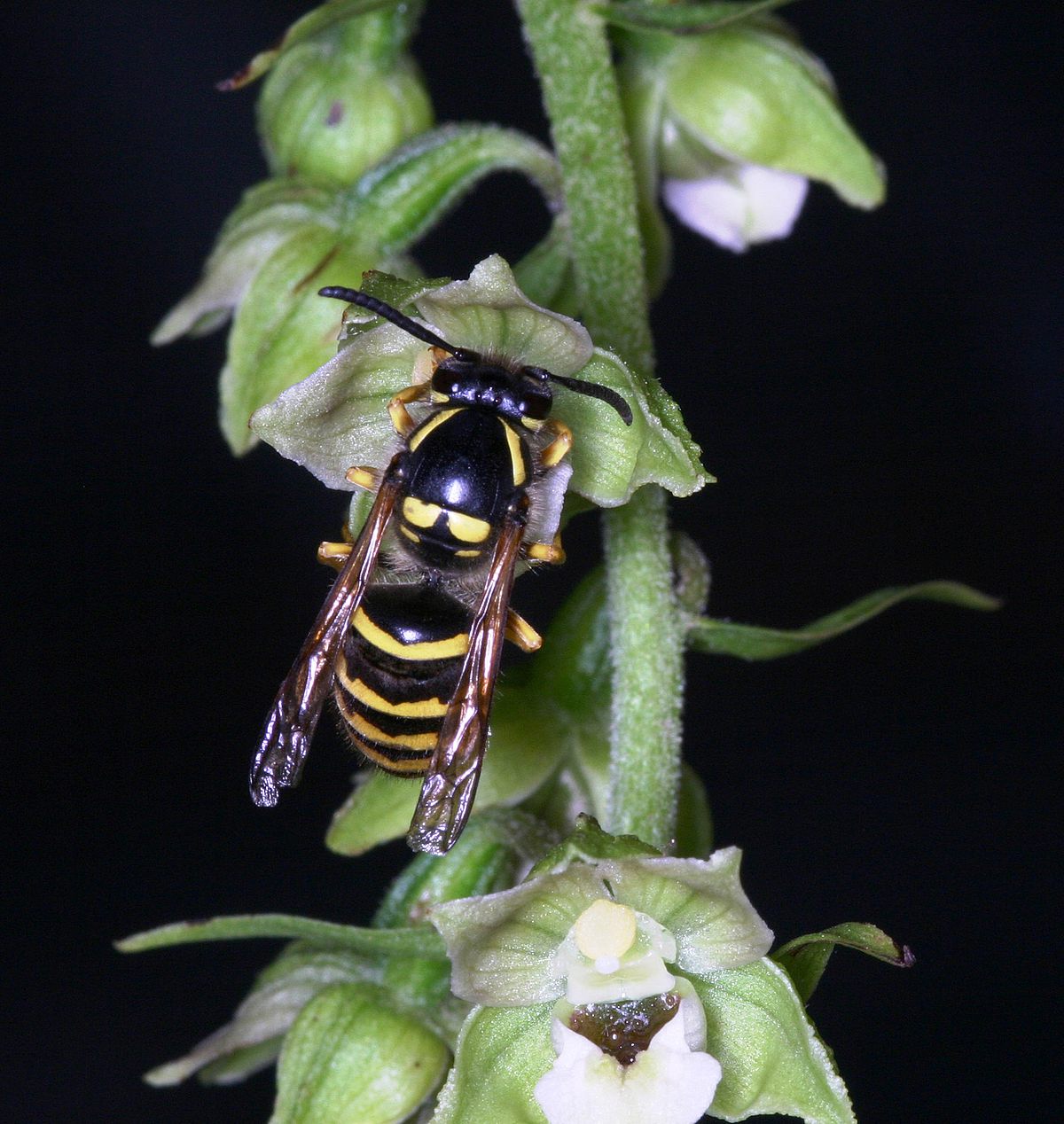 Epipactis helleborine mit Bestäuber