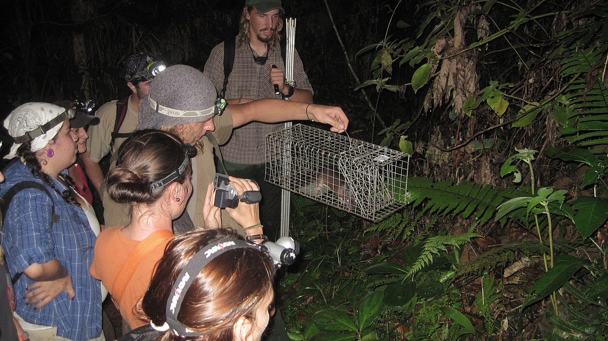 Nächtliche Exkursion im Barbilla Nationalpark in Costa Rica: 
Prof. Bernal Rodriguez mit einer Stachelratte in der Lebend-Falle 
