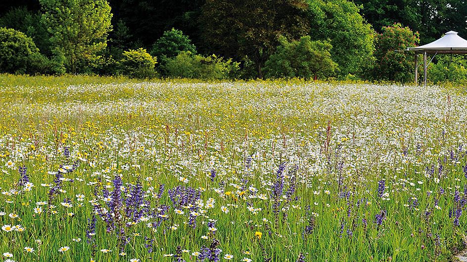 Strahlend blühende Blumenwiese im Botanischen Garten der Universität Ulm. 