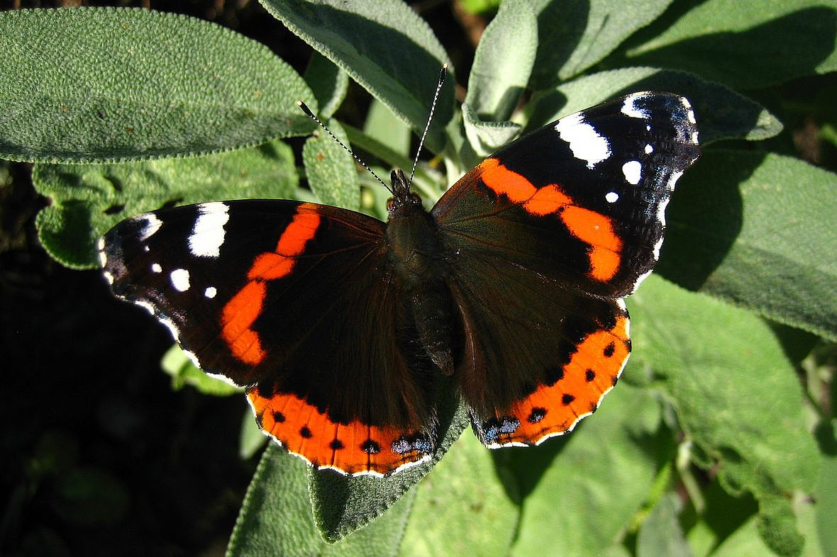 Admiral (Vanessa atalanta), Foto: Heiko Bellmann