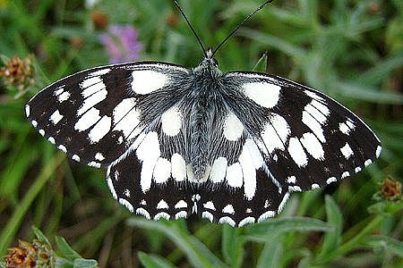 Schachbrett (Melanargia galathea), Foto: Heiko Bellmann