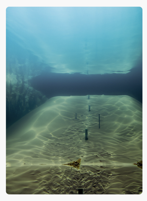 Unterwasserlandschaft mit verottetem Pallisadenzaun