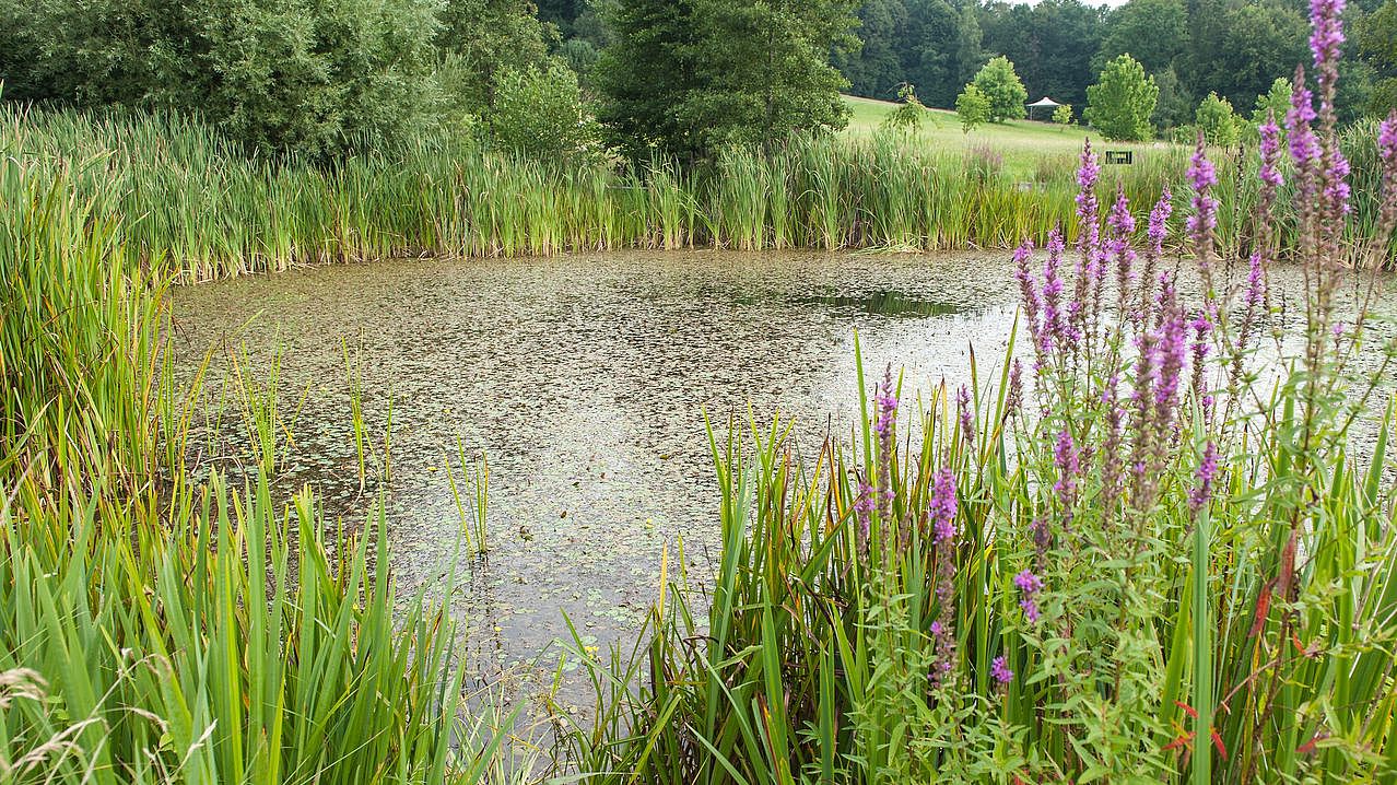 Blick über den Teich mit Schilf und blühenden Blutweiderich