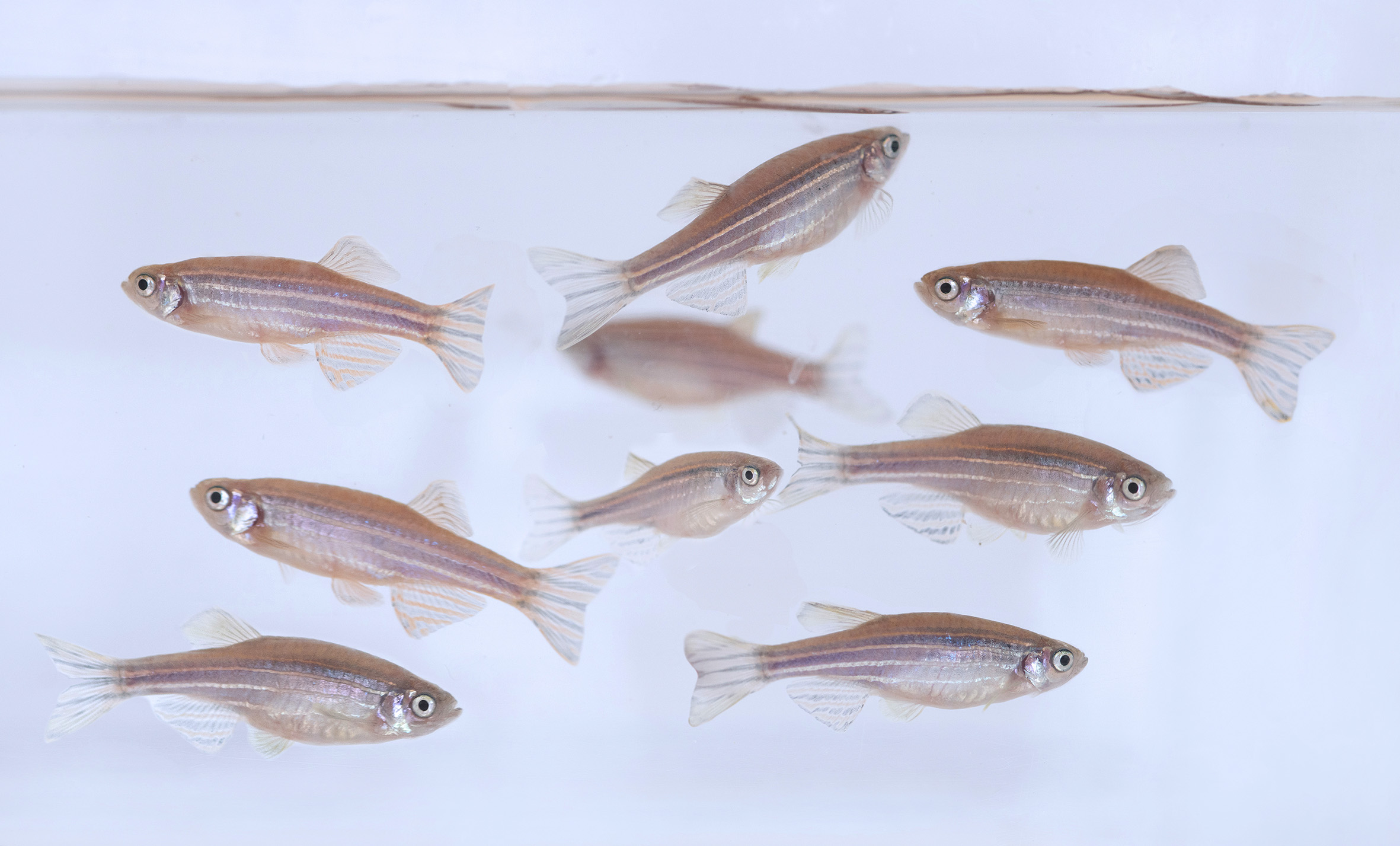 Zebrafish