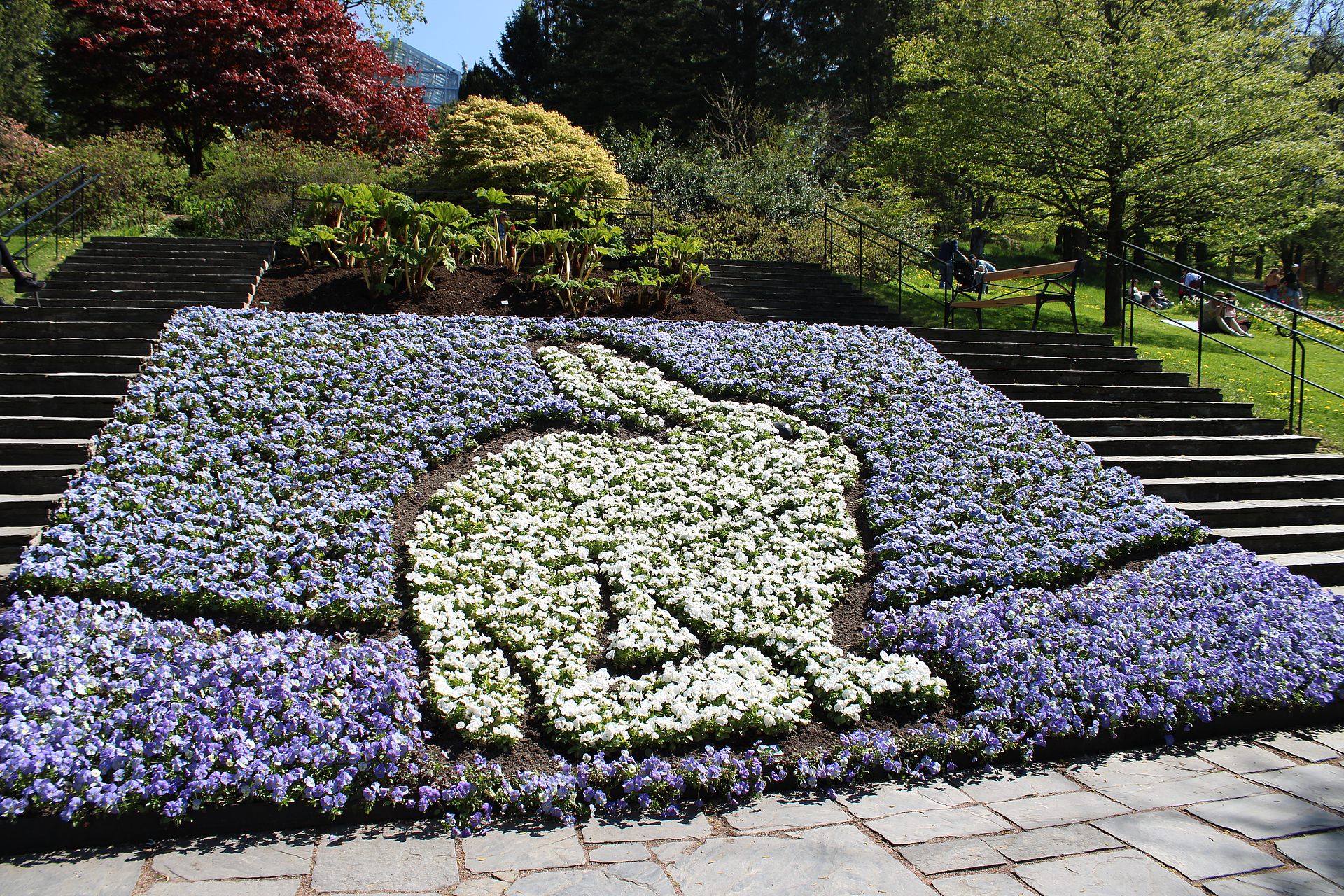 Hasenform mit weißen Blüten in einer blauen Blütenumrahmung - Bepflanzung Botaniska im Frühling