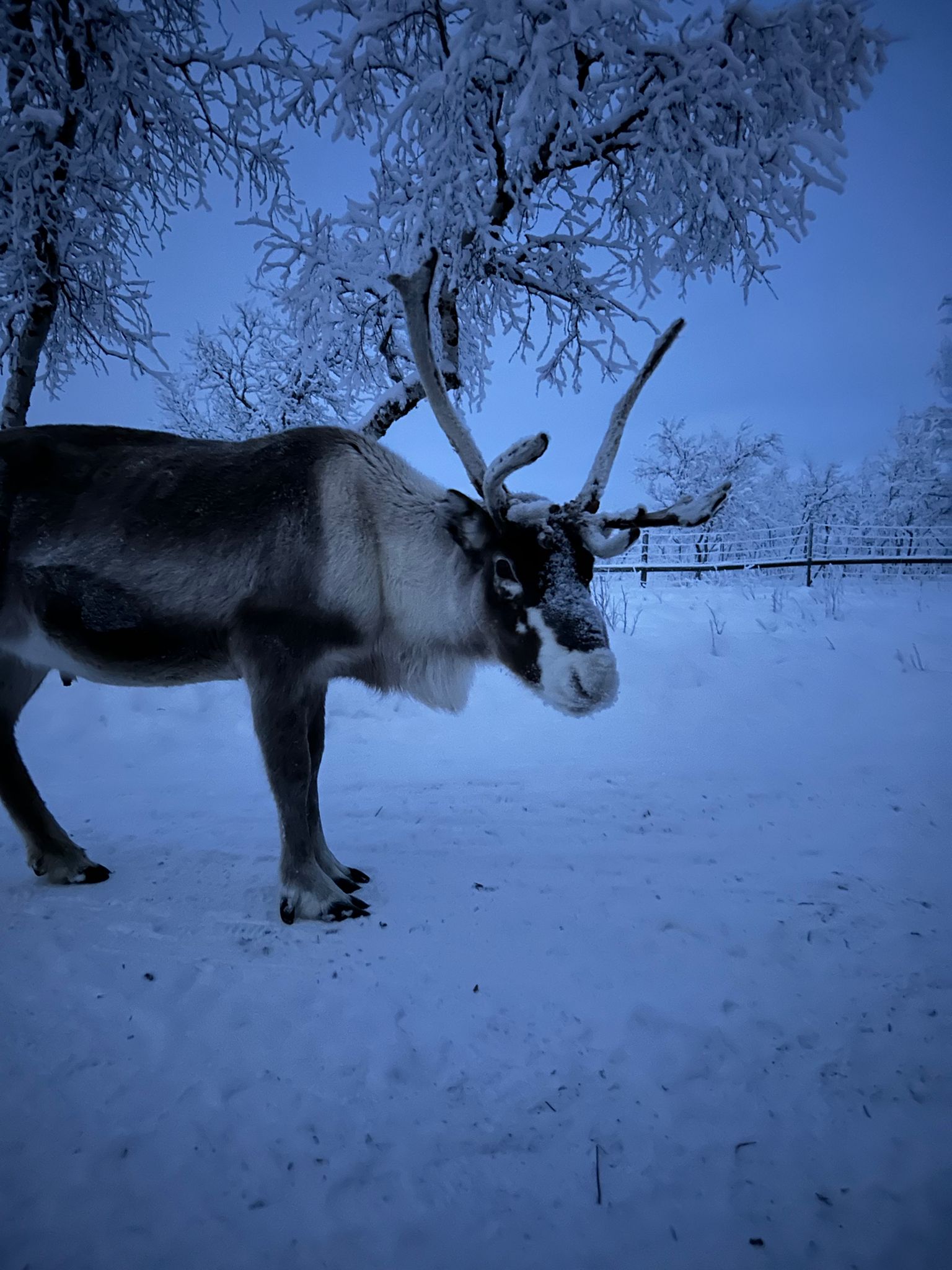 Rentier in Lappland