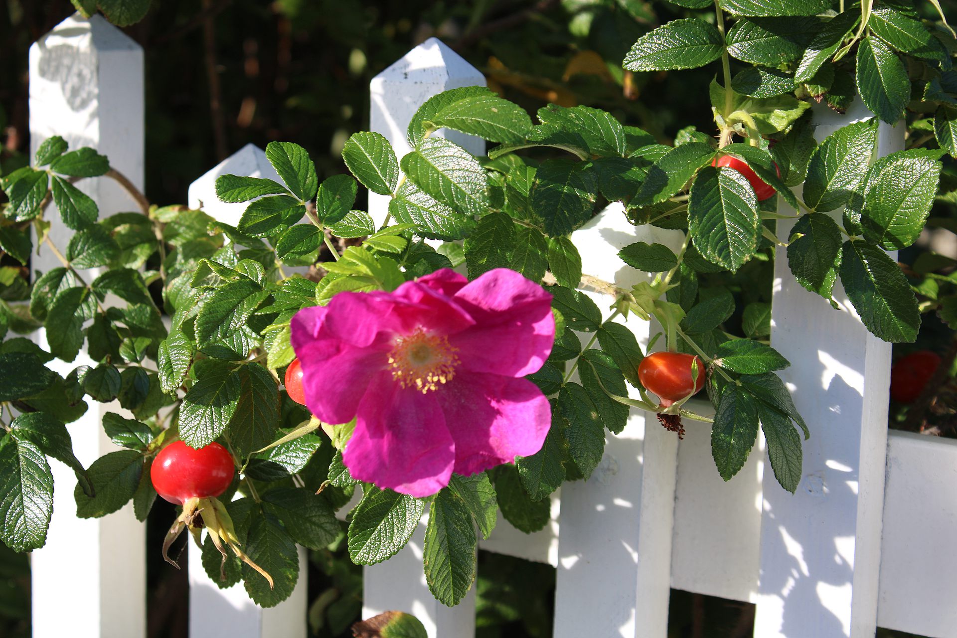 Rose in Marstrand