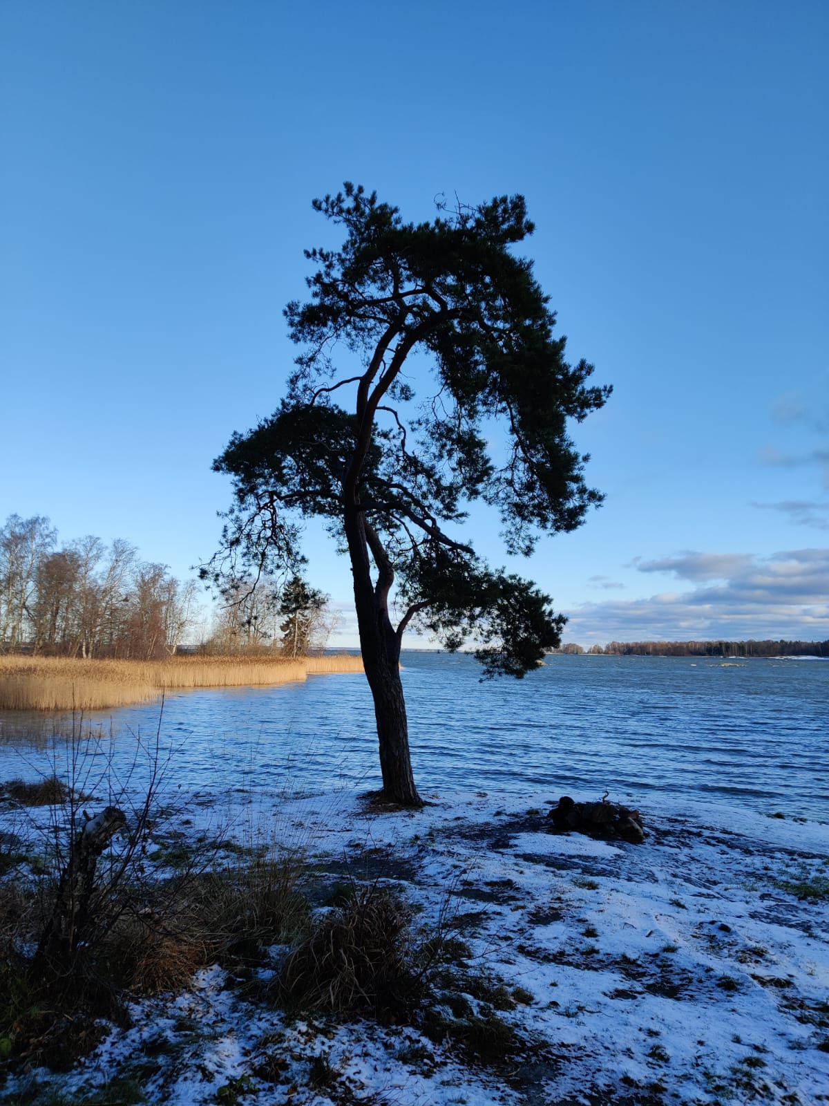 Baum in Vaenern