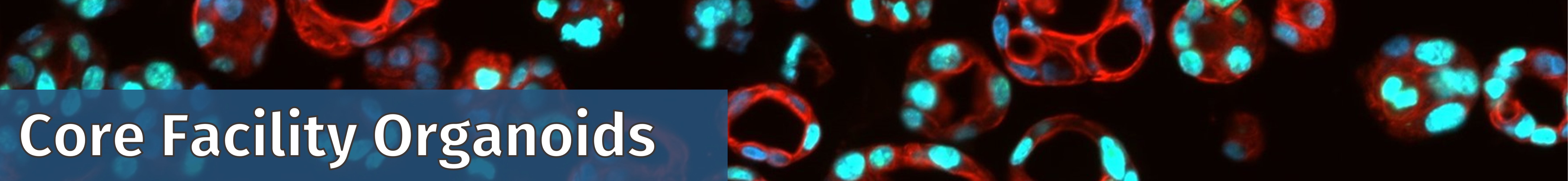 Back to the Core Facility Overview Bannertitel der CF Organoids