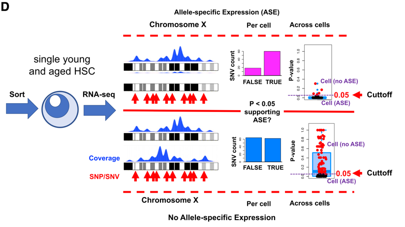 Allele-specific expression analysis Allele-specific expression analysis