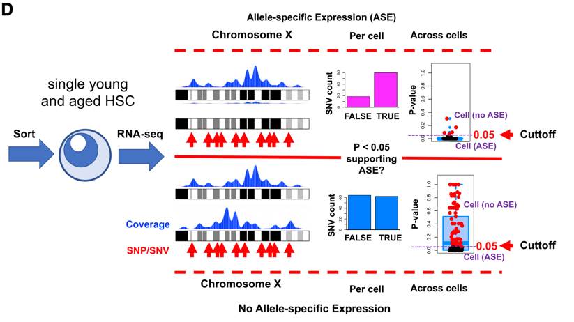 Allele-specific expression analysis