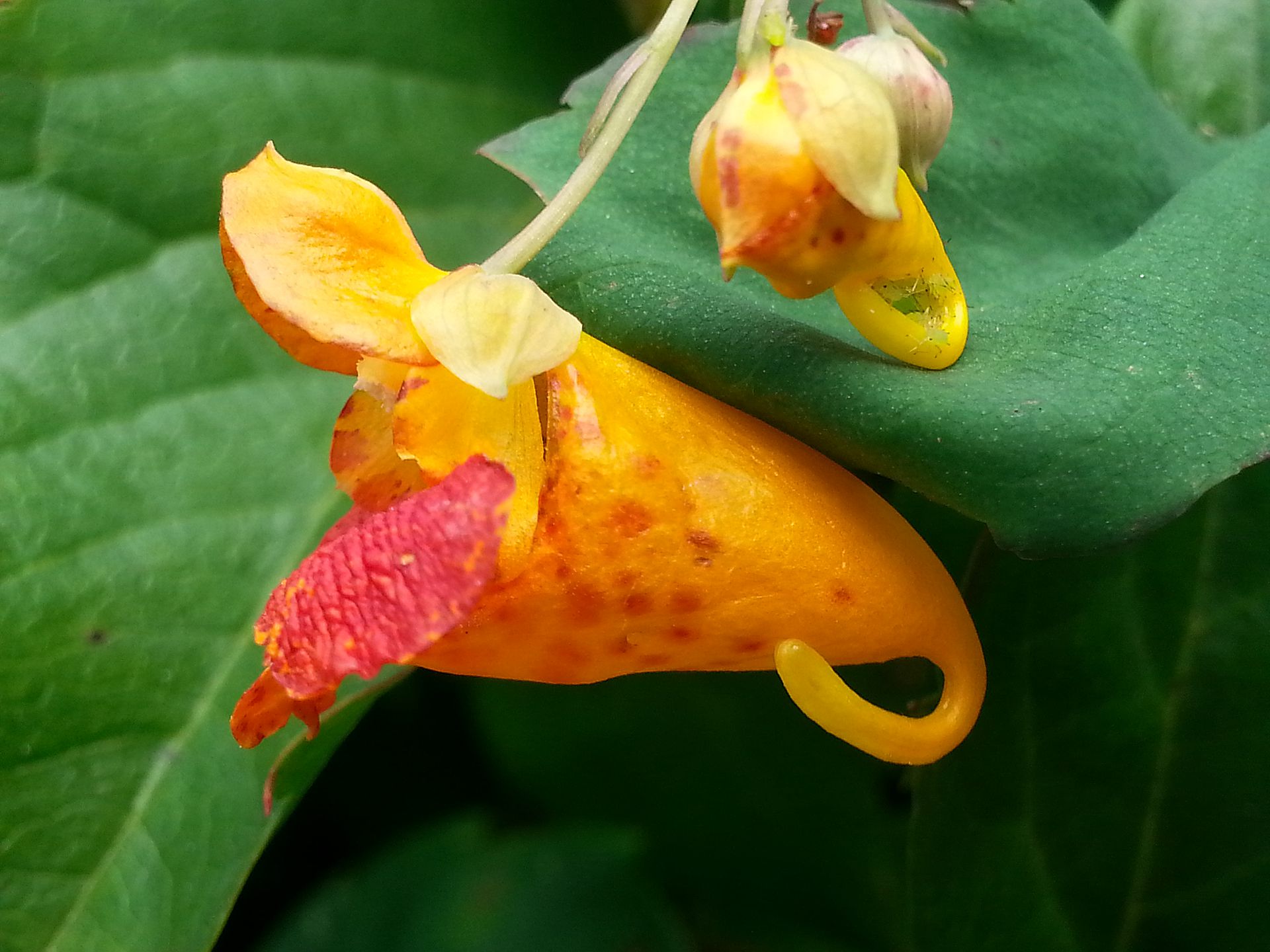 Yellow orange flower of the impatiens species Impatiens capensis